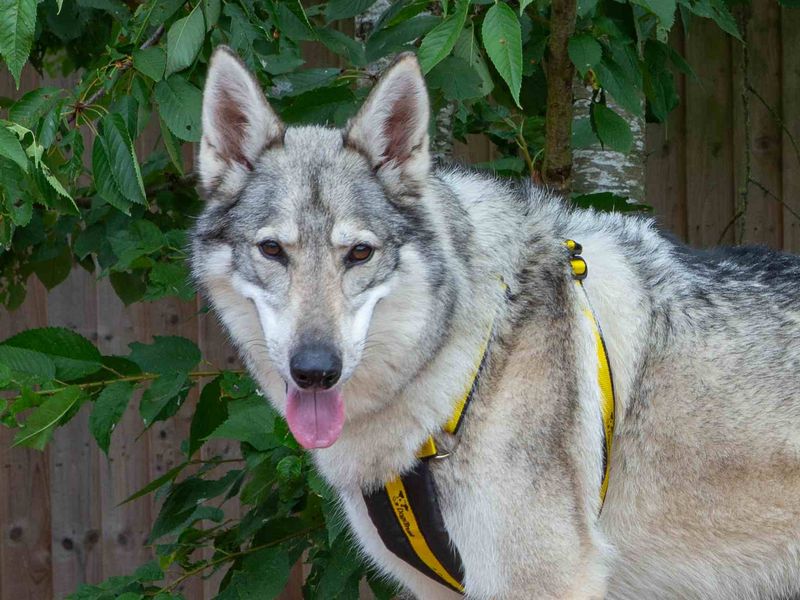 Koda | Crossbreed | Loughborough - 1