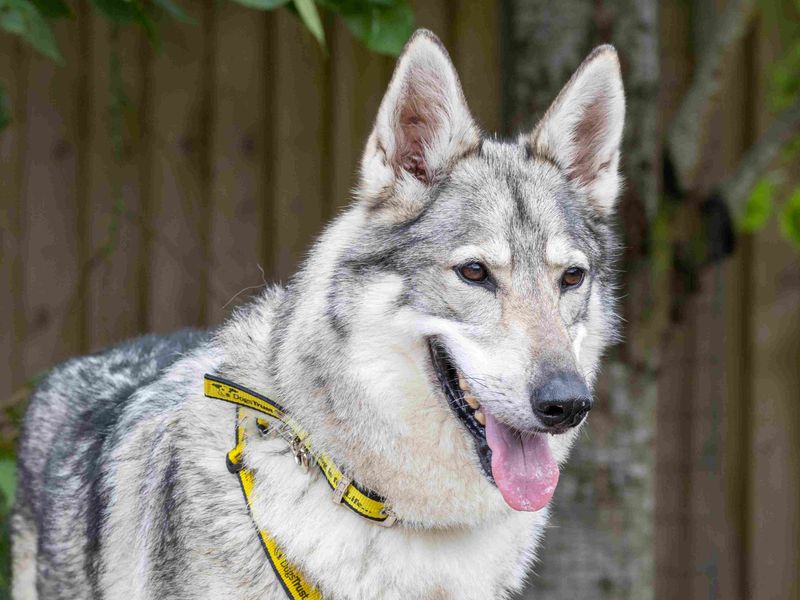 Koda | Crossbreed | Loughborough - 3