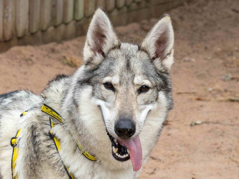 Koda | Crossbreed | Loughborough - 4