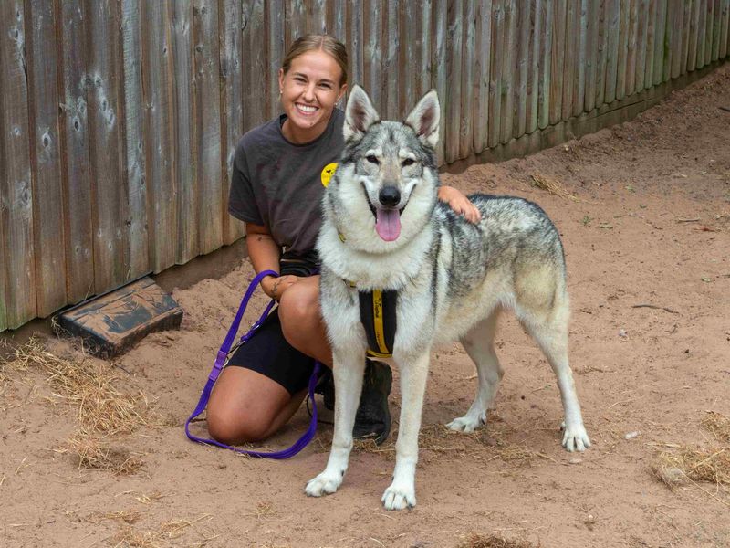 Koda | Crossbreed | Loughborough - 5