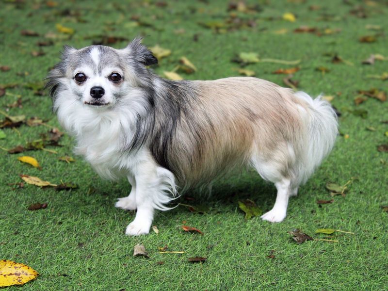 Chihuahua for adoption in Liverpool, Merseyside – 8 years old - Image 2 of 3