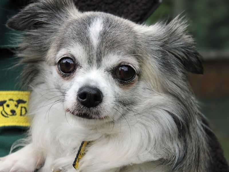 Chihuahua for adoption in Liverpool, Merseyside – 8 years old - Image 3 of 3