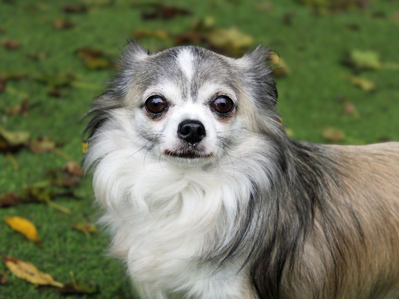 Chihuahua for adoption in Liverpool, Merseyside – 7 years old