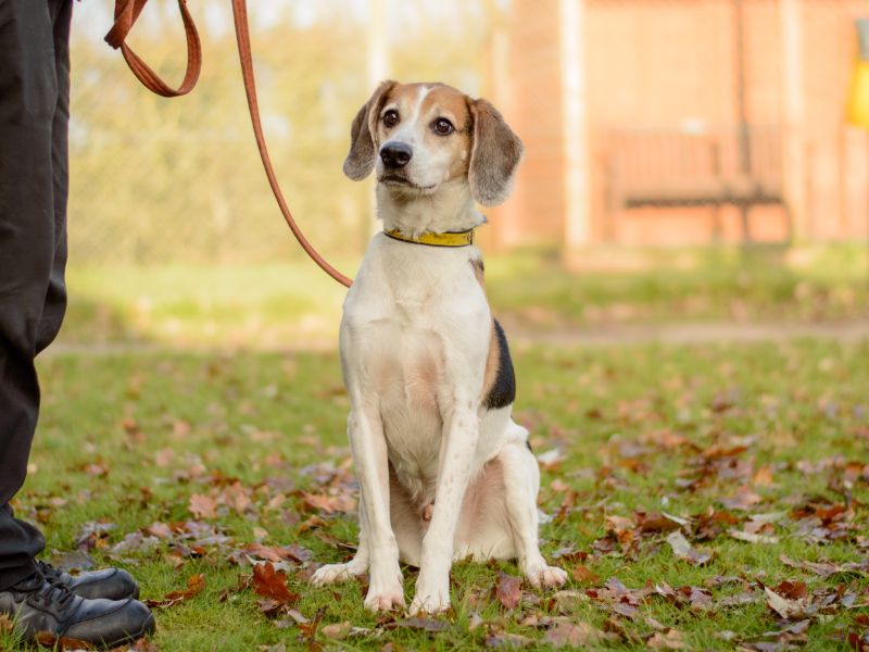Beagle for adoption in Kenilworth, Warwickshire – 9 years old - Image 2 of 5