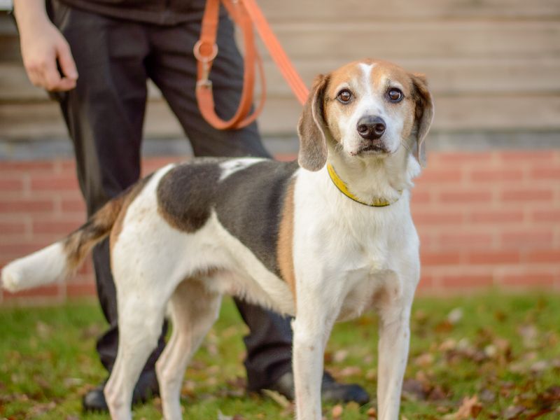 Beagle for adoption in Kenilworth, Warwickshire – 9 years old - Image 5 of 5