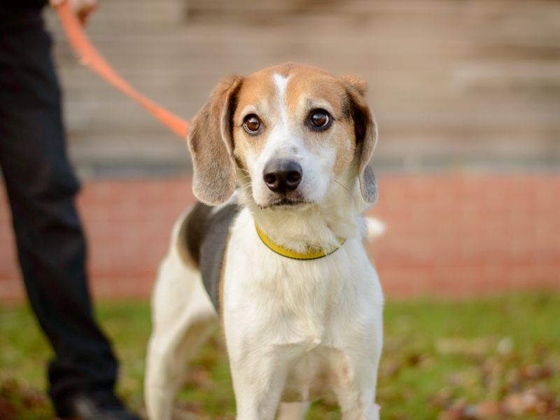 Beagle for adoption in Kenilworth, Warks – 9 years old