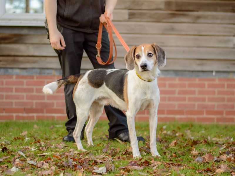 Beagle for adoption in Kenilworth, Warwickshire – 9 years old - Image 4 of 5