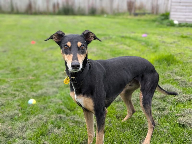 Liquorice Longlegs | Lurcher Cross | West Calder (Edinburgh) - 3