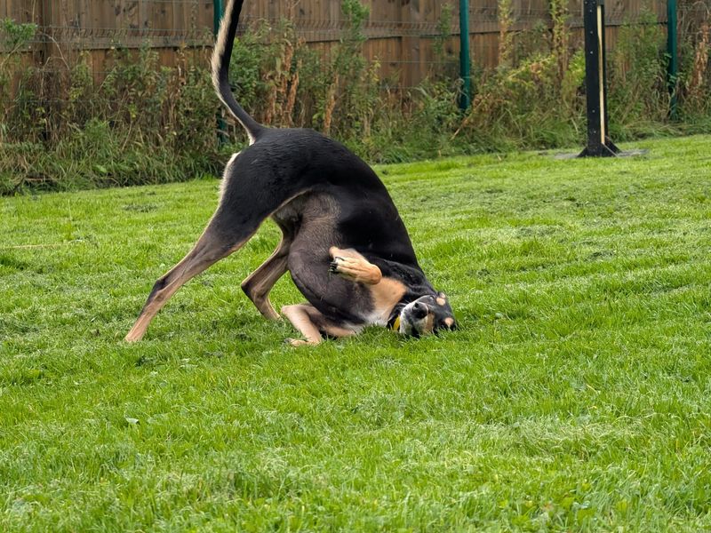 Liquorice Longlegs | Lurcher Cross | West Calder (Edinburgh) - 4