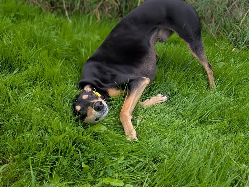 Liquorice Longlegs | Lurcher Cross | West Calder (Edinburgh) - 2