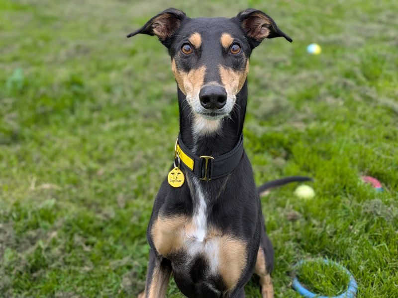 Liquorice Longlegs | Lurcher Cross | West Calder (Edinburgh) - 1