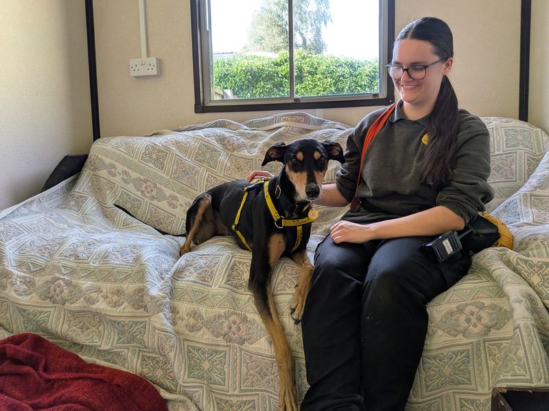 Liquorice Longlegs | Lurcher Cross | West Calder (Edinburgh) - 4