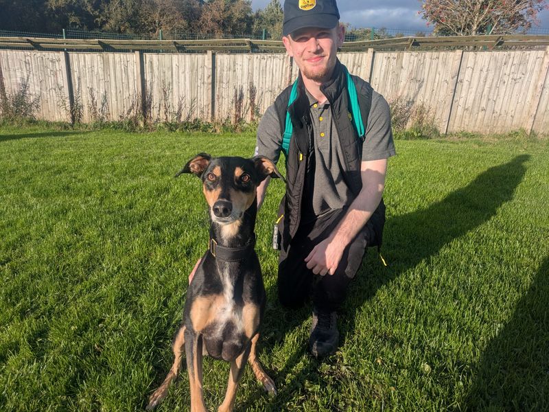 Liquorice Longlegs | Lurcher Cross | West Calder (Edinburgh) - 2