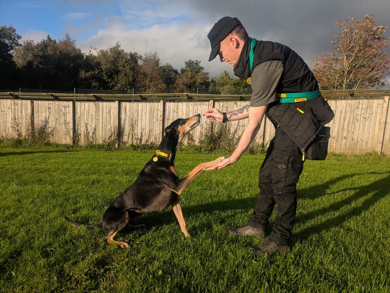 Liquorice Longlegs | Lurcher Cross | West Calder (Edinburgh) - 6
