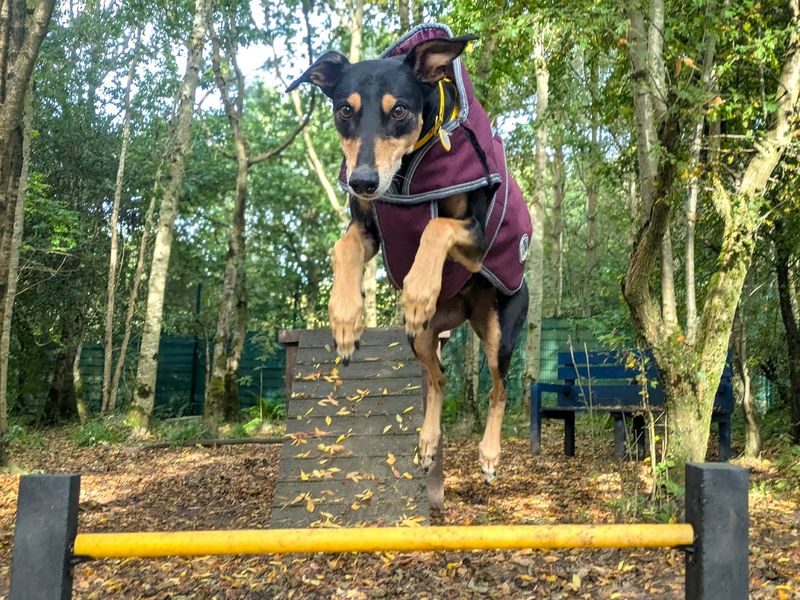 Liquorice Longlegs | Lurcher Cross | West Calder (Edinburgh) - 9