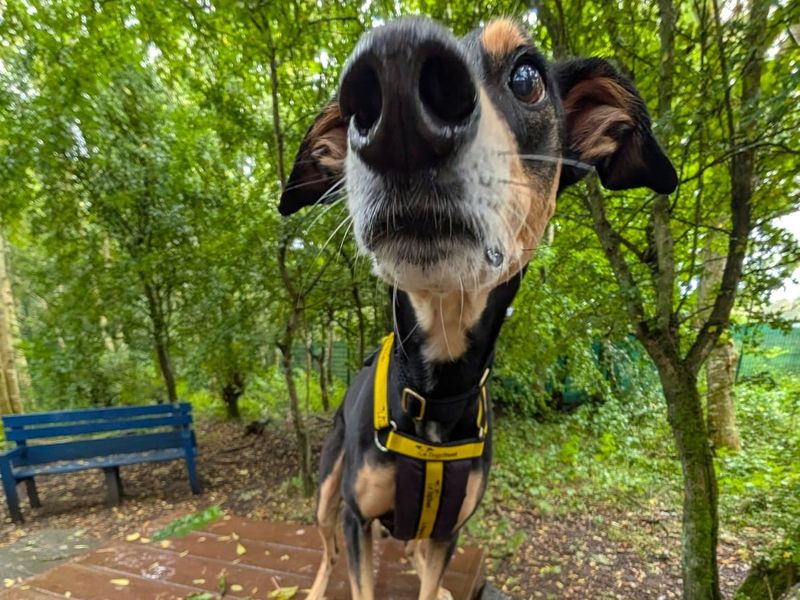 Liquorice Longlegs | Lurcher Cross | West Calder (Edinburgh) - 5