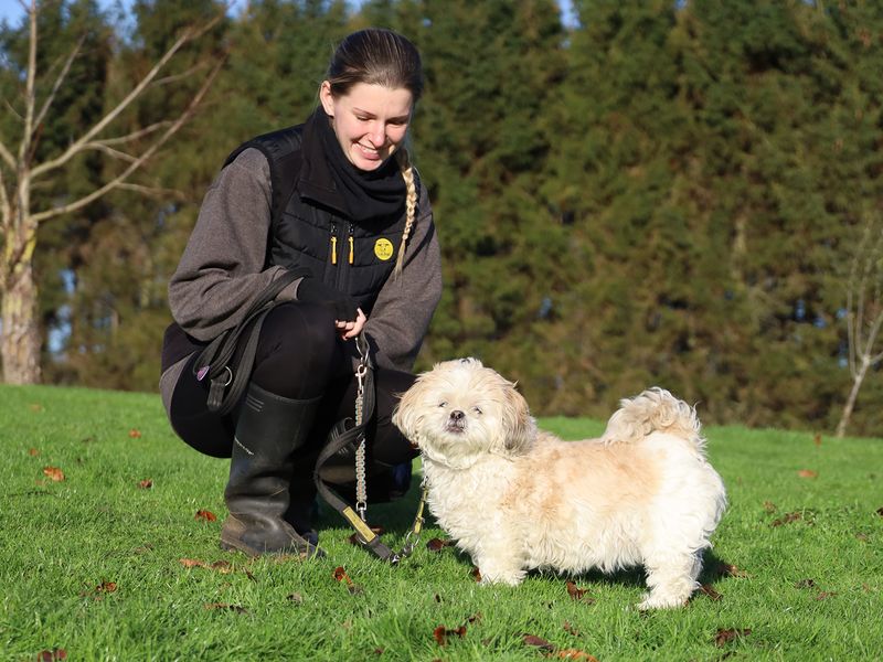 Shih Tzu for adoption in Leeds, Yorkshire – 9 years old