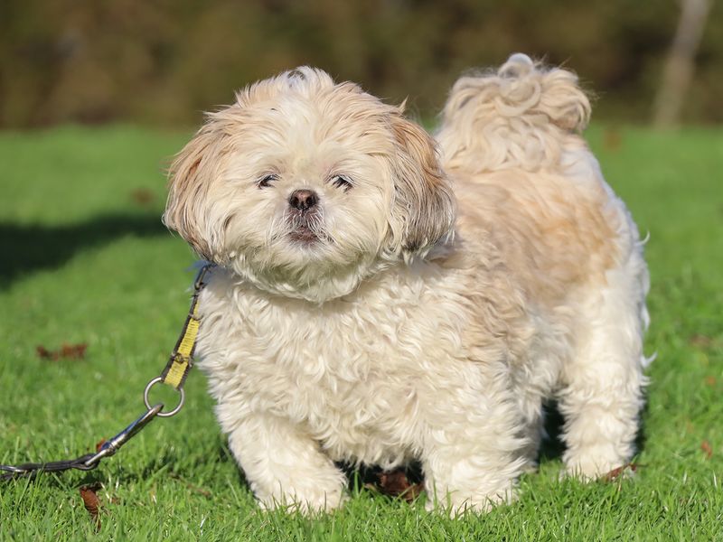 Penny | Shih Tzu | Leeds - 1