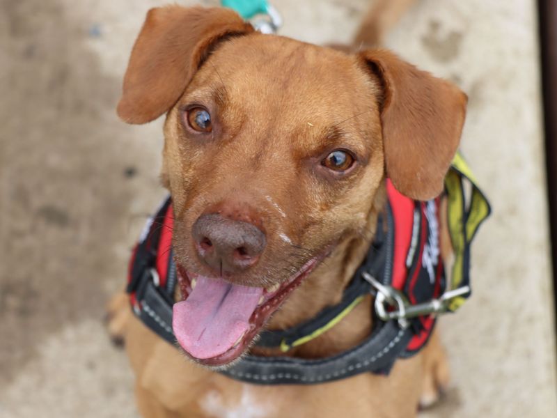 Fudge | Terrier (Patterdale) | Evesham (Worcestershire) - 1