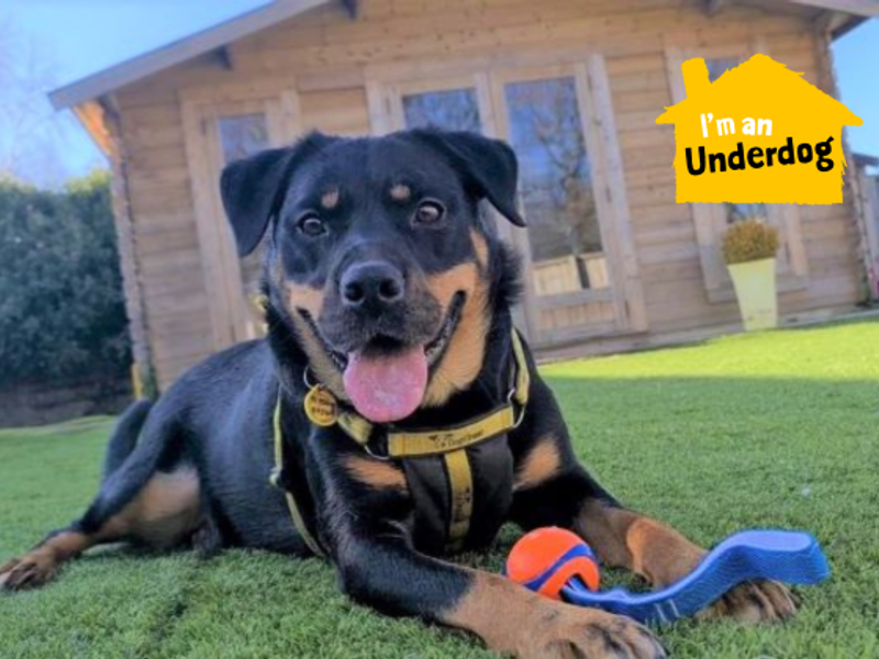 undefined | Crossbreed | undefined - 5