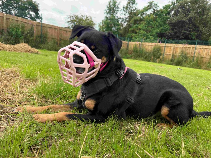 undefined | Crossbreed | undefined - 4