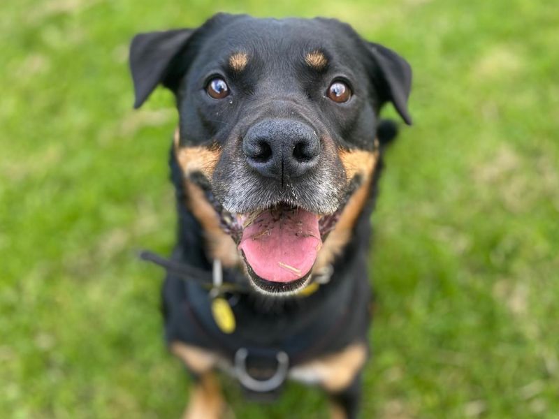 Twiglet | Crossbreed | West Calder (Edinburgh) - 1