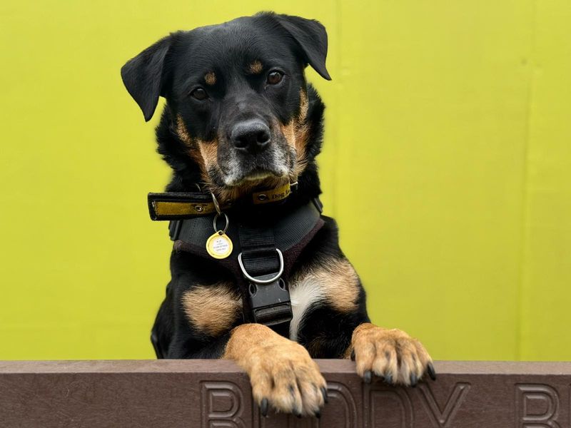 Twiglet | Crossbreed | West Calder (Edinburgh) - 1