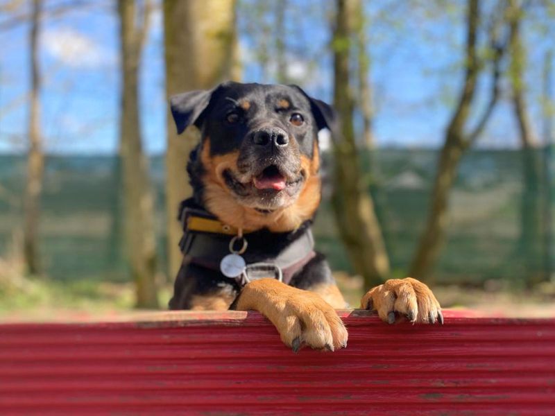 Twiglet | Crossbreed | West Calder (Edinburgh) - 1