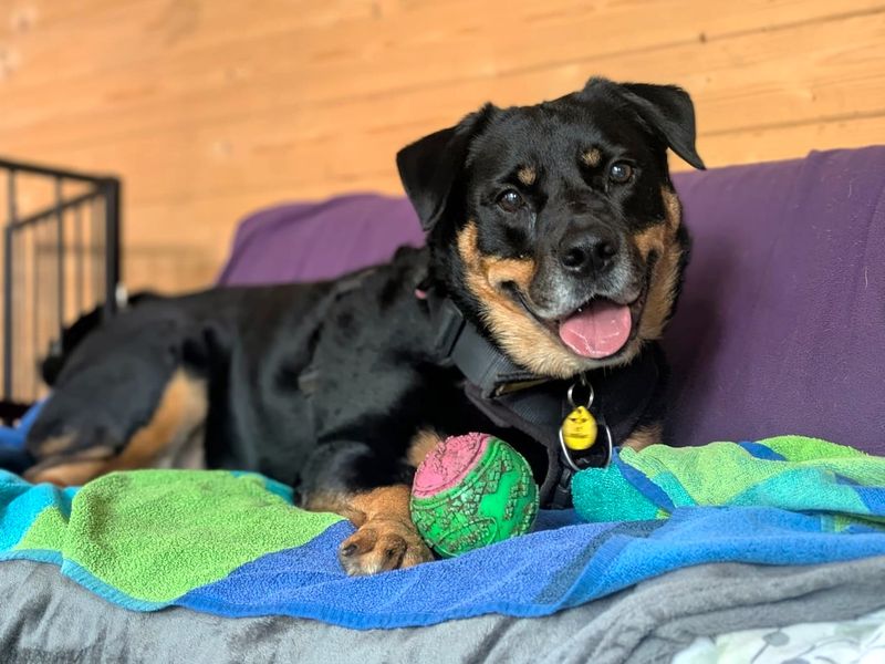Twiglet | Crossbreed | West Calder (Edinburgh) - 10
