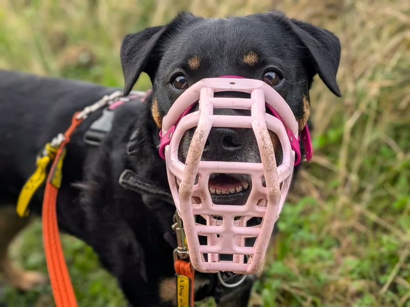 Twiglet | Crossbreed | West Calder (Edinburgh) - 11
