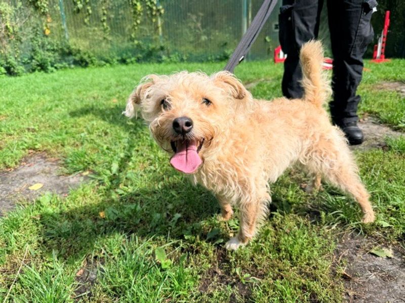 Millie | Crossbreed | Merseyside (Liverpool) - 3