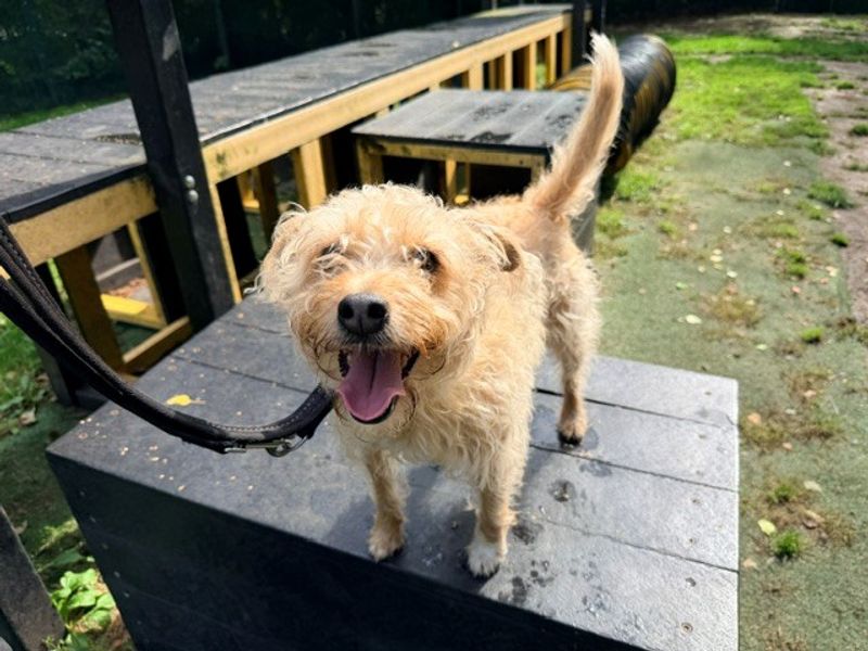 Millie | Crossbreed | Merseyside (Liverpool) - 2