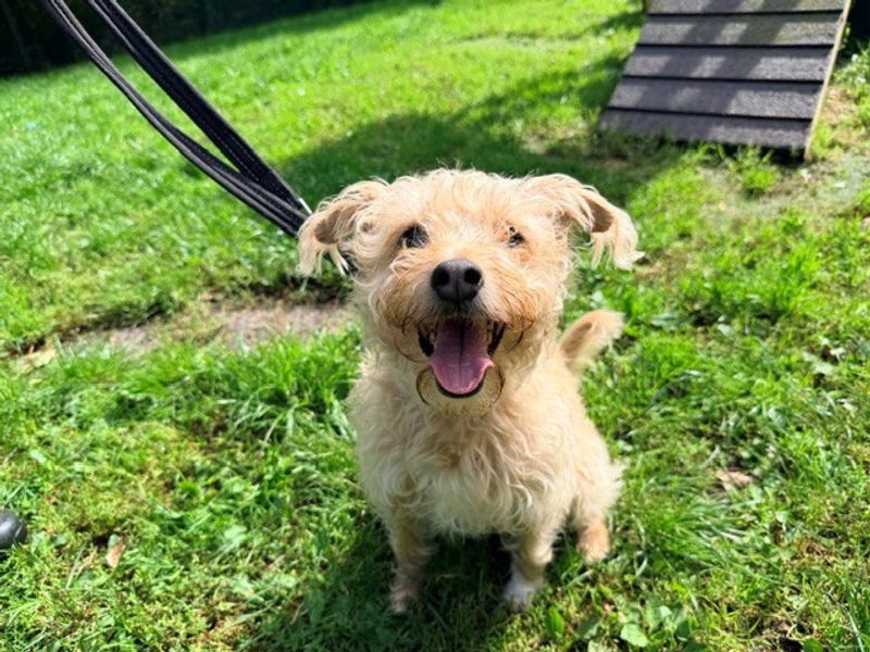 Millie | Crossbreed | Merseyside (Liverpool) - 1