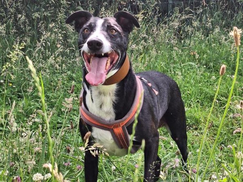 Border Collie for adoption in Telford, Shropshire – 7 years old - Image 3 of 3