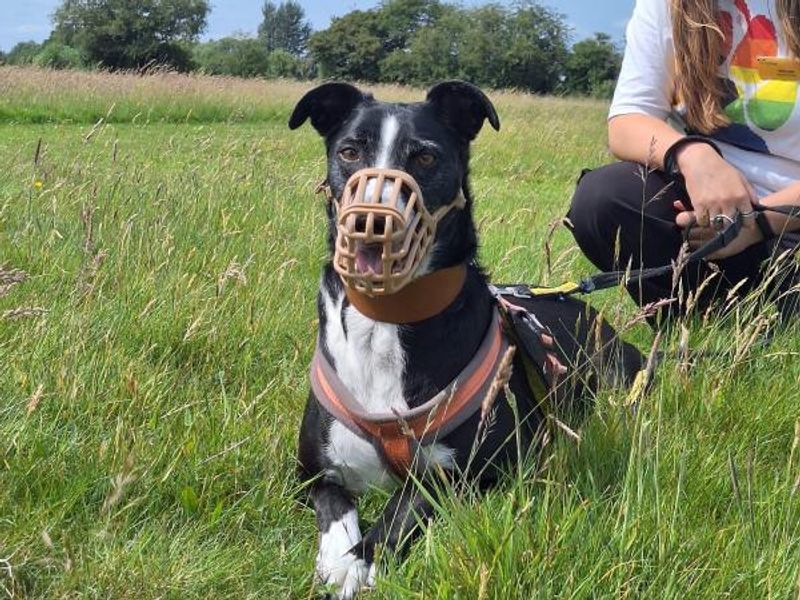 Frederick | Lurcher Cross | Shrewsbury (Shropshire) - 1