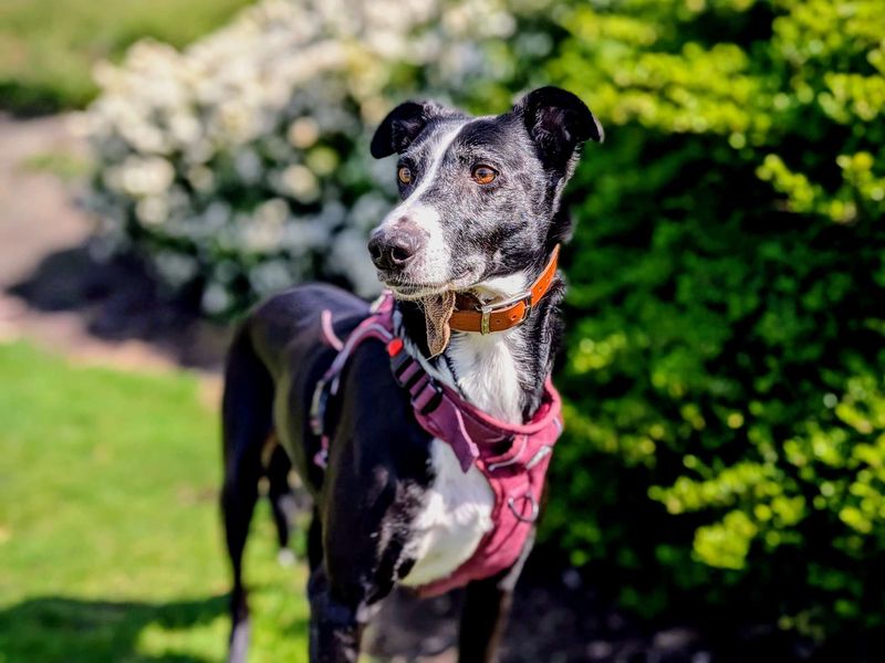 Cedric | Lurcher Cross | Cardiff - 1