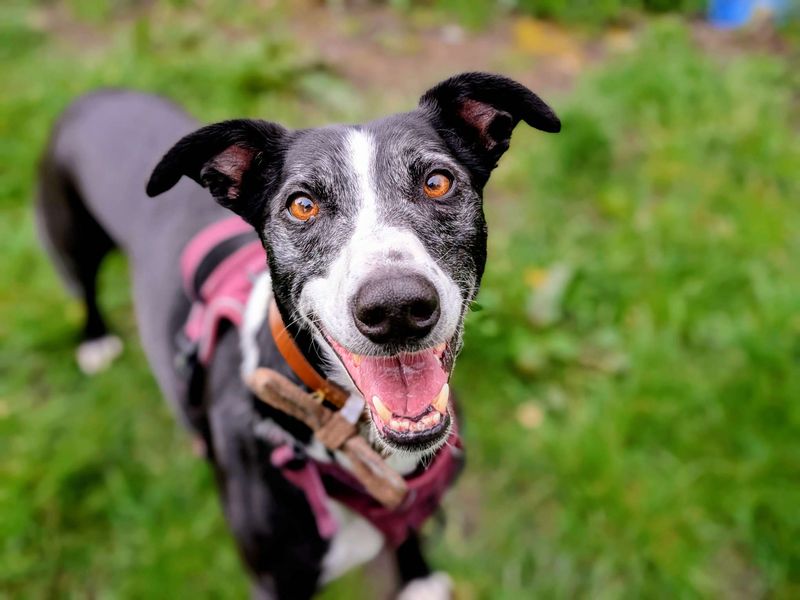 undefined | Lurcher Cross | undefined - 1