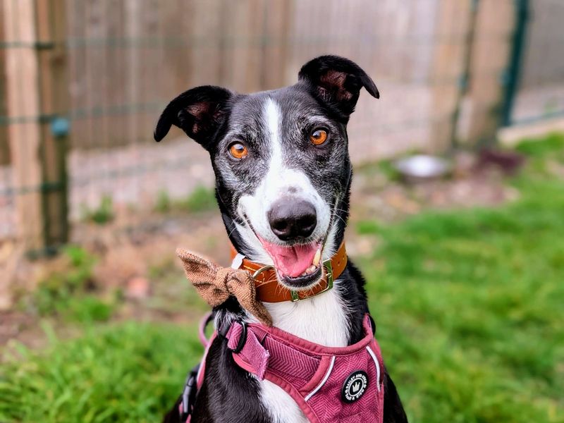 undefined | Lurcher Cross | undefined - 5