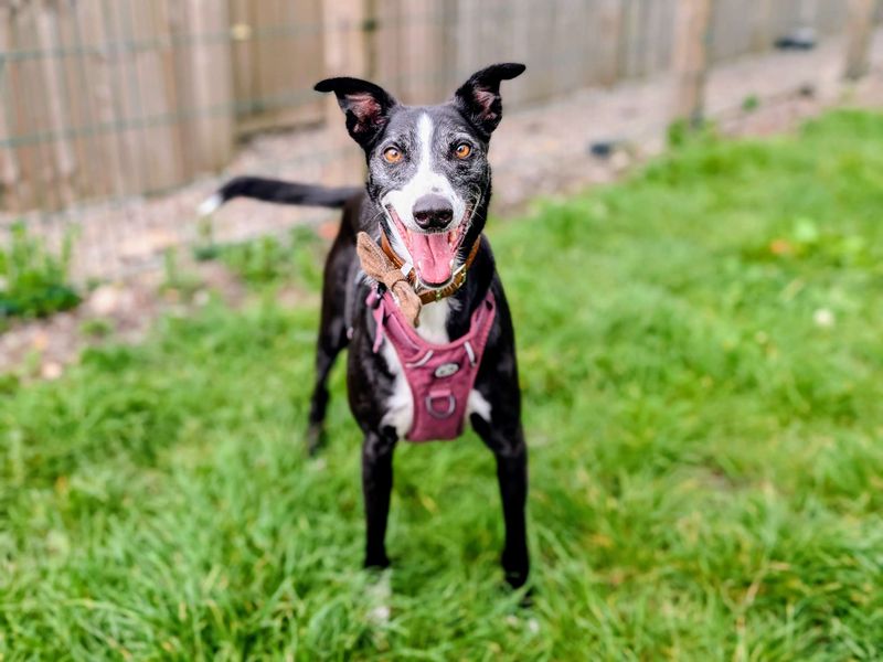 undefined | Lurcher Cross | undefined - 6