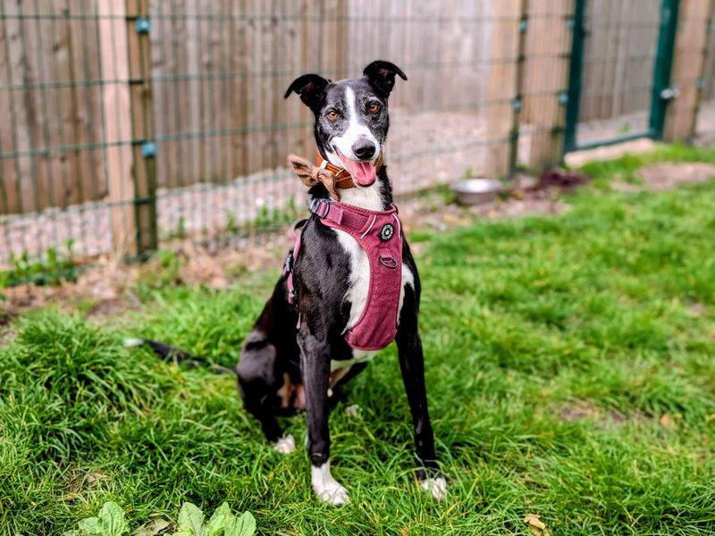 undefined | Lurcher Cross | undefined - 10