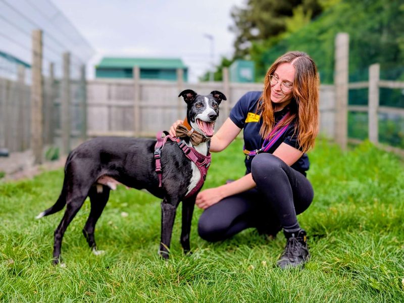 undefined | Lurcher Cross | undefined - 2
