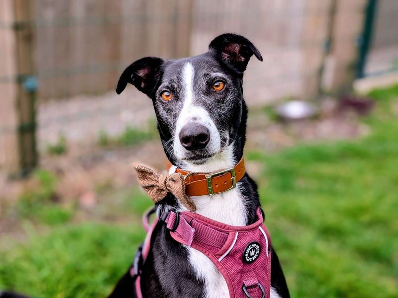 undefined | Lurcher Cross | undefined - 9