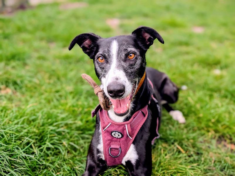 undefined | Lurcher Cross | undefined - 3