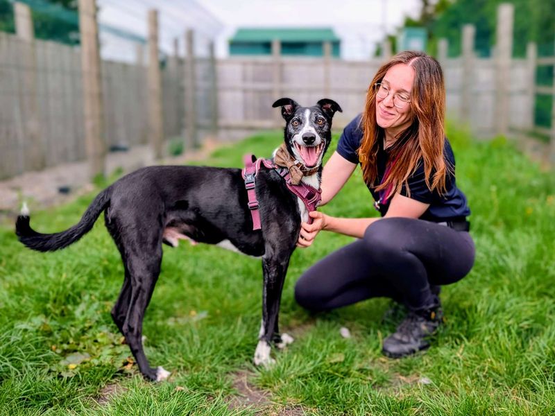 undefined | Lurcher Cross | undefined - 7