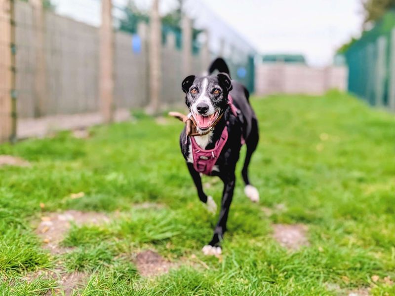 undefined | Lurcher Cross | undefined - 4
