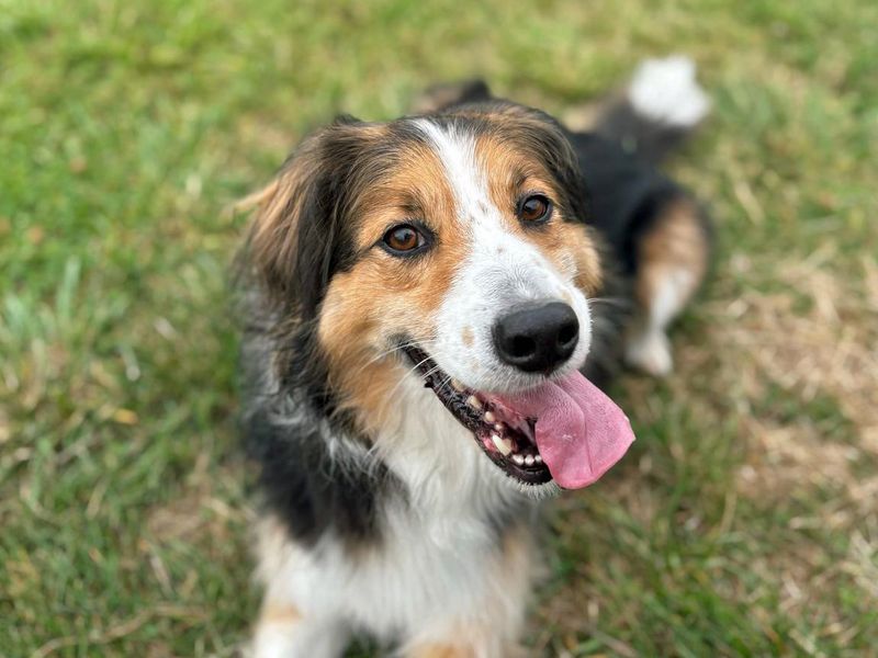 Border Collie for adoption in Shoreham by Sea, West Sussex – 7 years old - Image 3 of 10