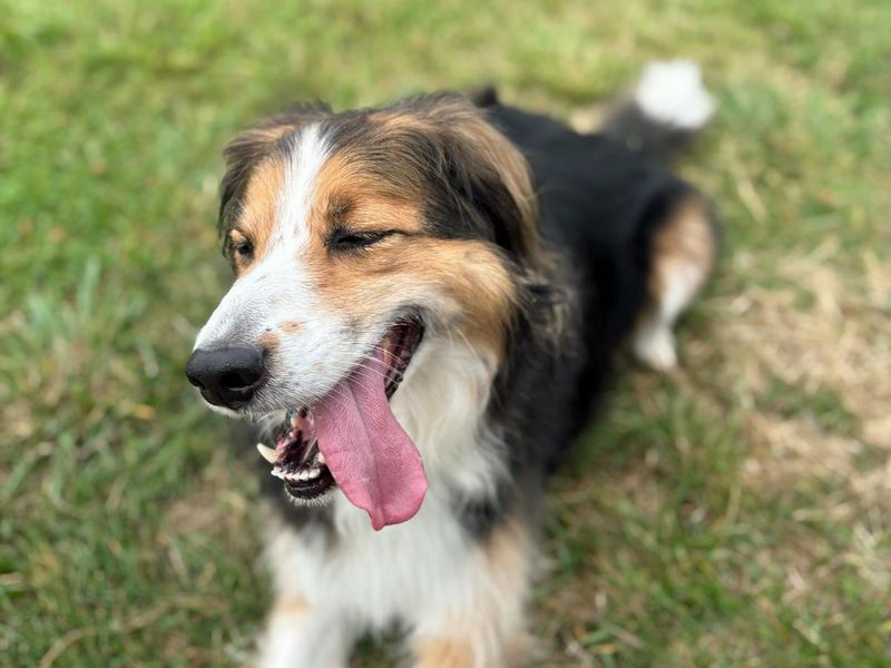 Border Collie for adoption in Shoreham by Sea, West Sussex – 7 years old - Image 8 of 10