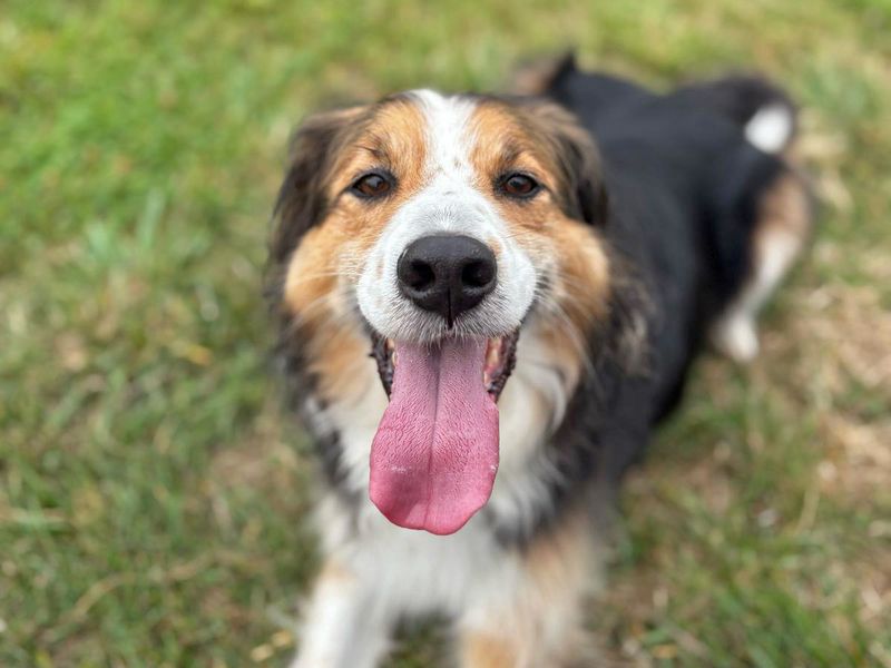 Border Collie for adoption in Shoreham by Sea, West Sussex – 7 years old - Image 4 of 10
