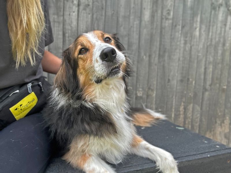 Border Collie for adoption in Shoreham by Sea, West Sussex – 7 years old - Image 9 of 10