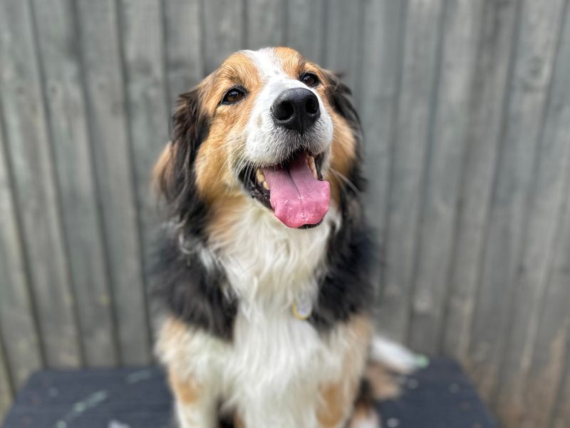 Border Collie for adoption in Shoreham by Sea, West Sussex – 7 years old - Image 7 of 10